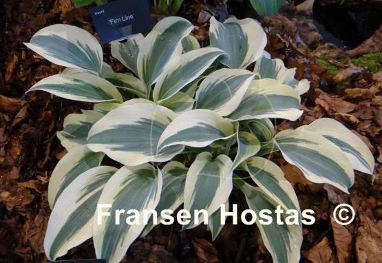 Hosta Firn Line - Fransen Hostas